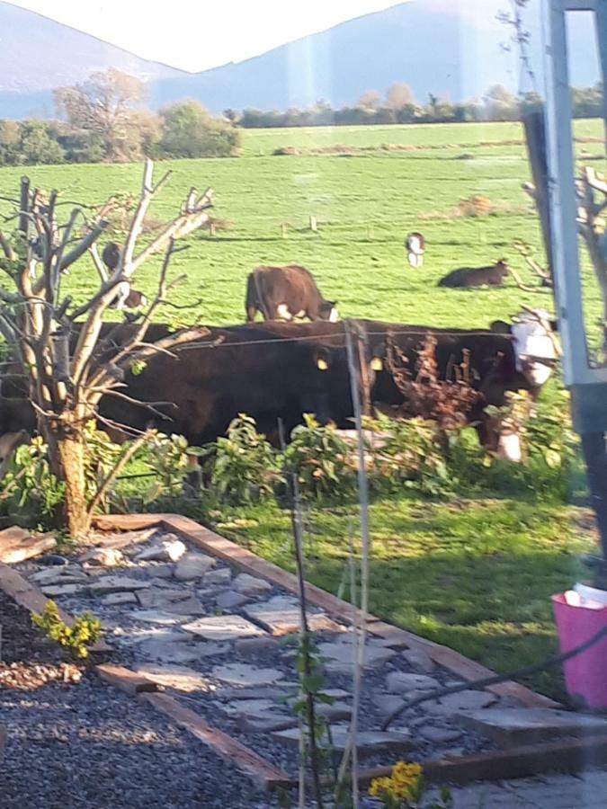 Annaswood B&B Cahir Exterior photo